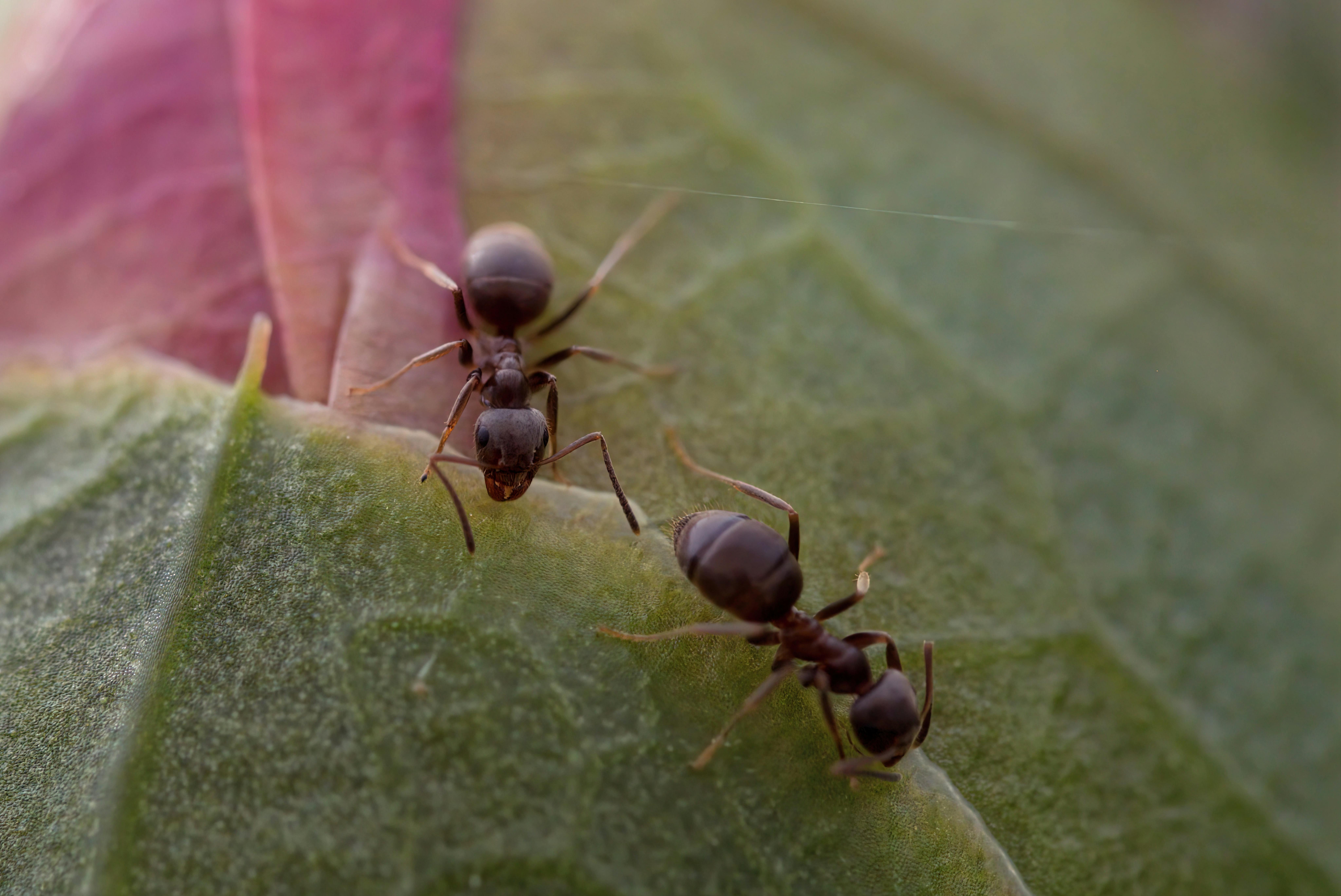 Prosty trik na szkodniki w ogrodzie. Wystarczą obierki z ogórków