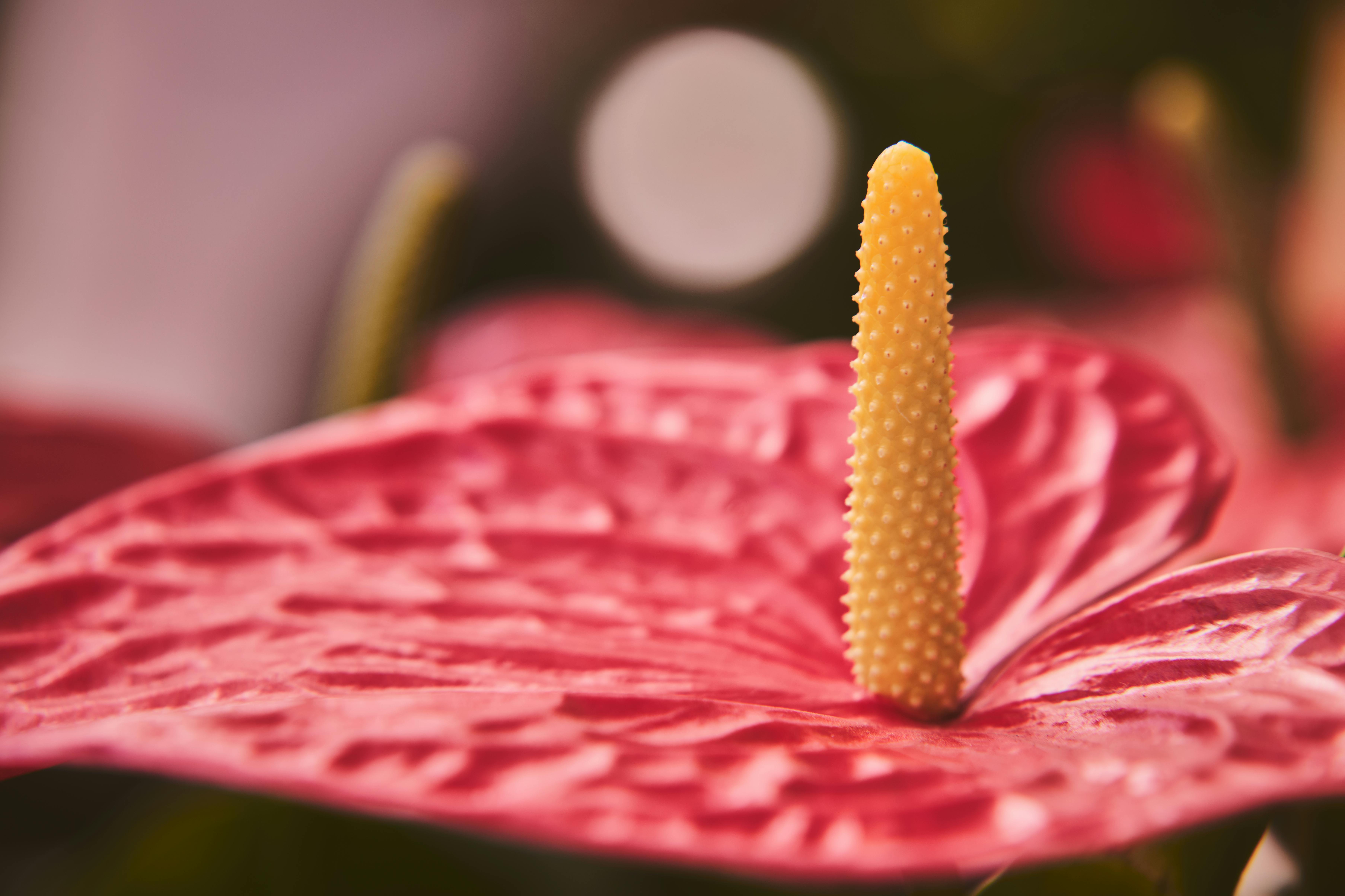 Ta roślina przyciąga miłość. Postaw ją w salonie, a Twoje serce poczuje więcej