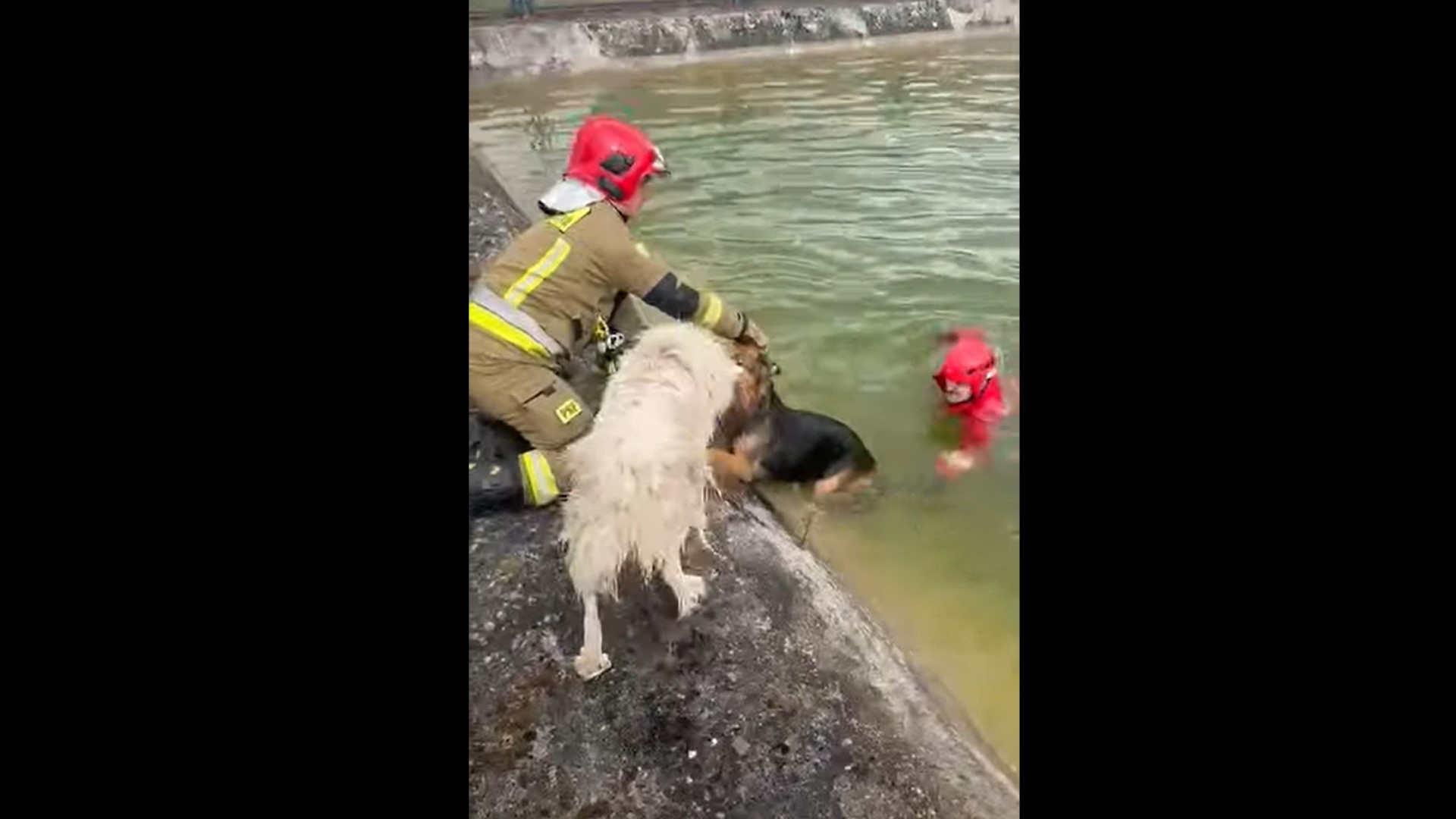 Czworonożny bohater wezwał ratunek. Dzięki niemu uratowano psa z pułapki