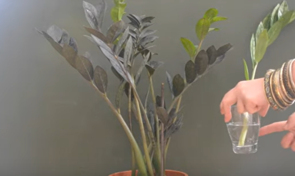 Prosty patent na poprawę kondycji zamiokulkasa. Wysyp garść i obserwuj, jak roślina wypuszcza świeże listki