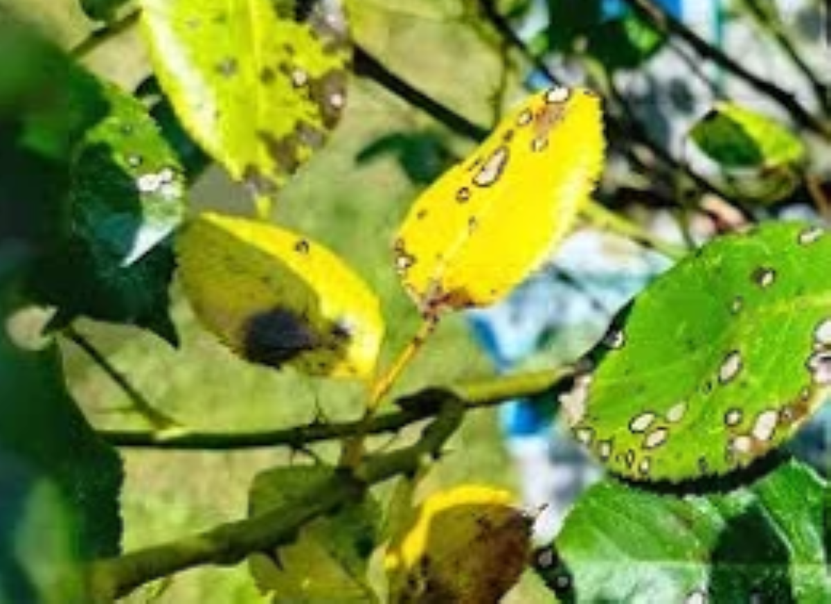 Produkt, który znajdziesz w kuchennej szafce pomoże uratować róże. Wystarczy go dodać do wody