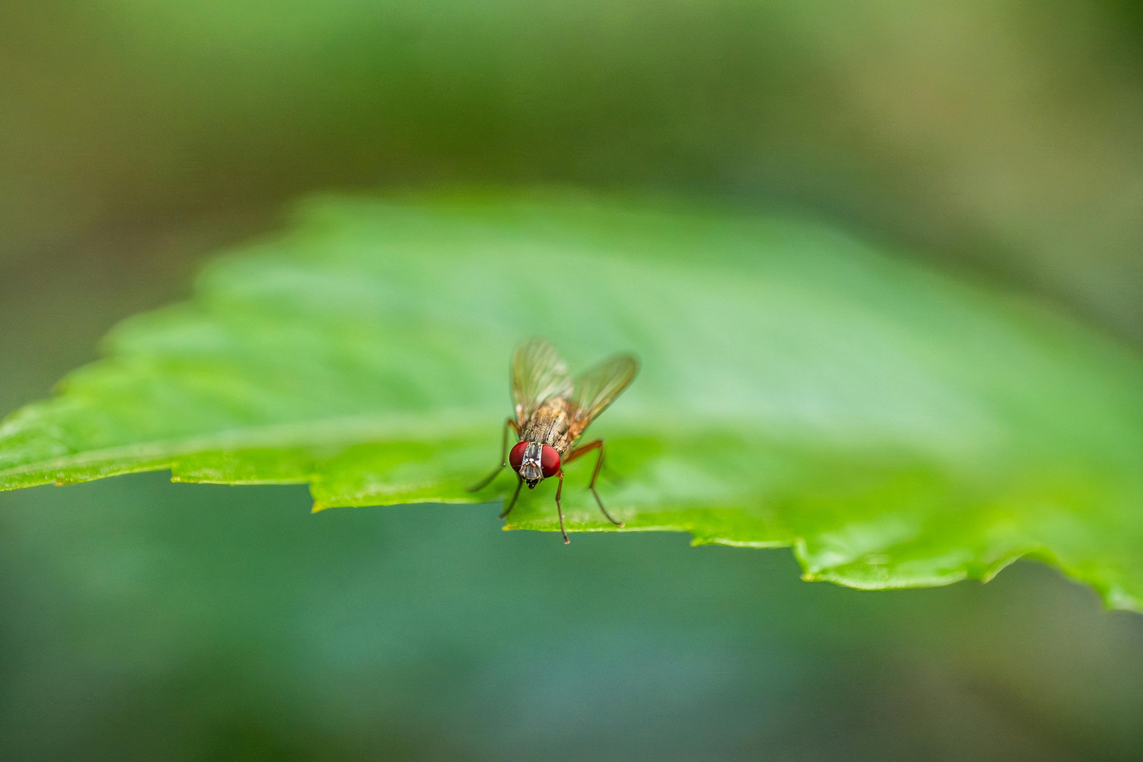 Naturalny sposób na muszki w domu. Wystarczy dodać to do ziemi