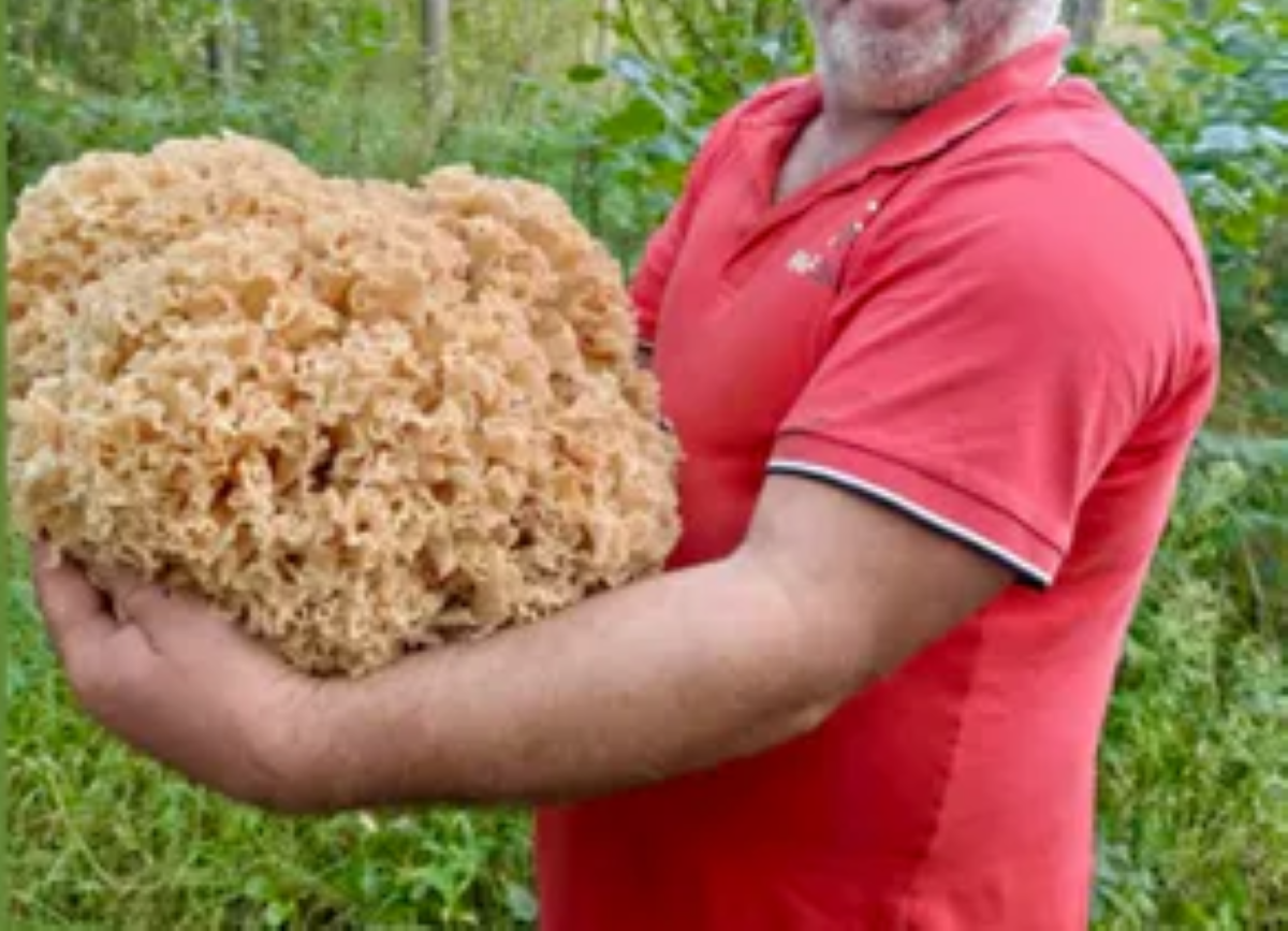 Niezwykłe znalezisko w trakcie grzybobrania. Grzyb ważył 4,5 kg