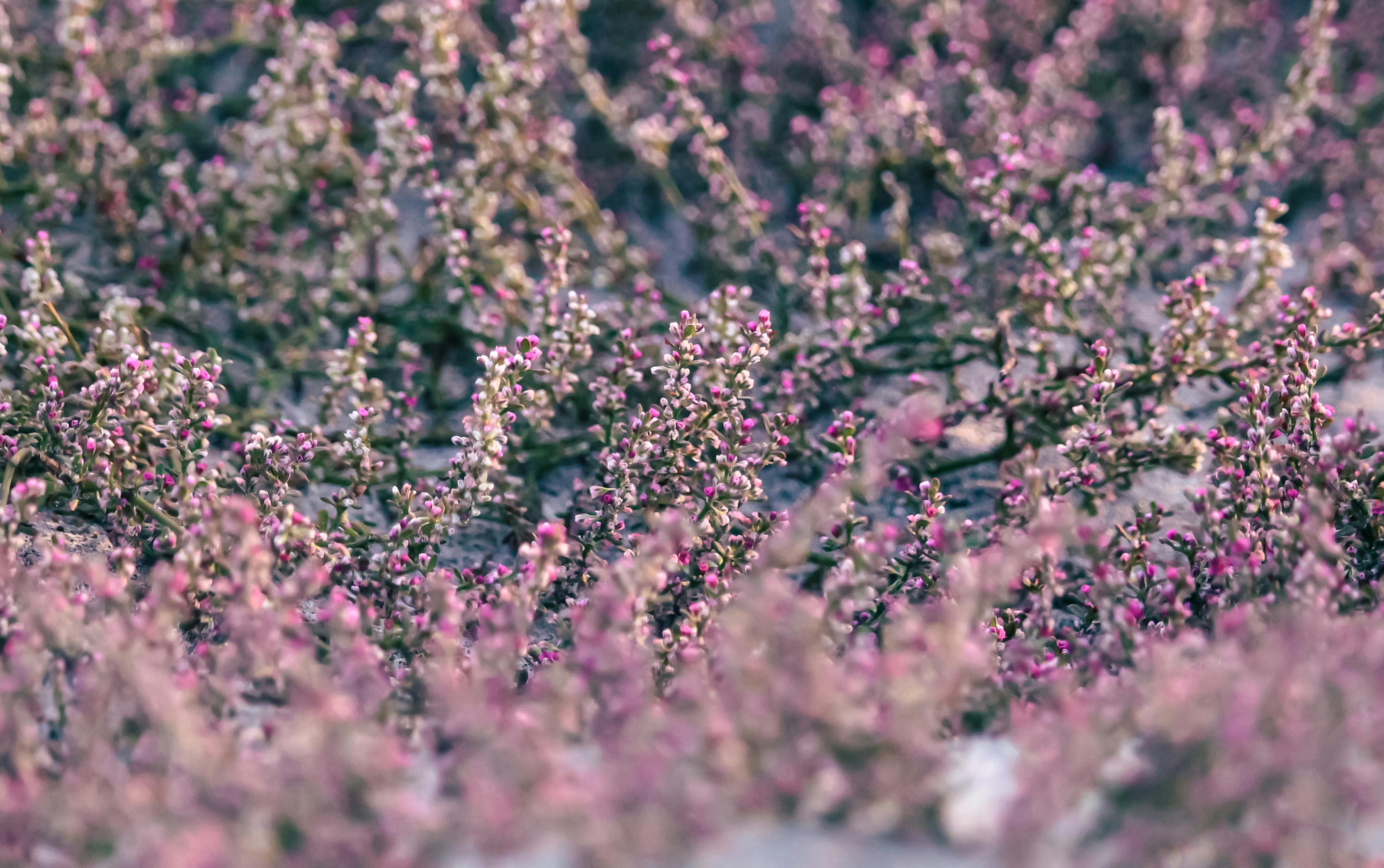 Domowa odżywka do wrzosów. Jeden składnik z kuchni sprawi, iż zakwitną obficiej niż kiedykolwiek