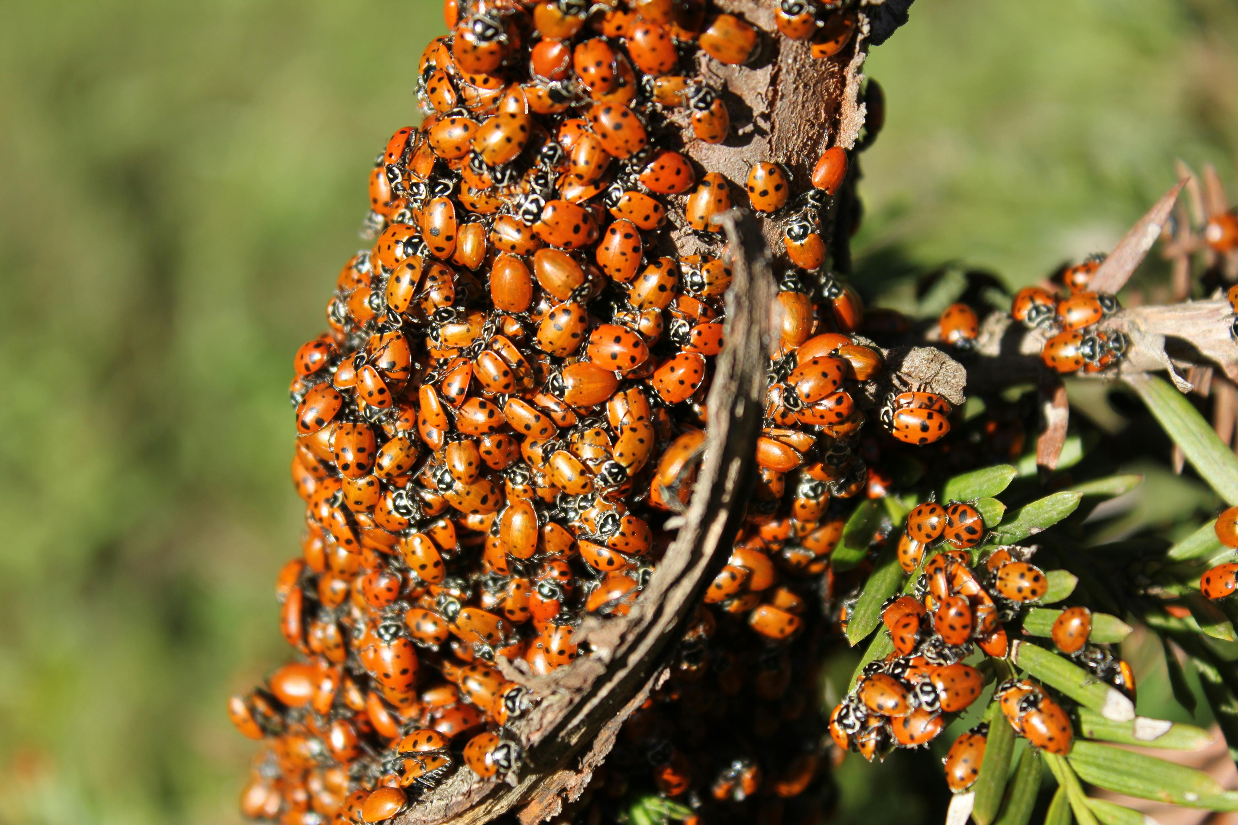 W całej Polsce prawdziwa plaga! Te owady wchodzą do domów, ale ten prosty trik działa natychmiast