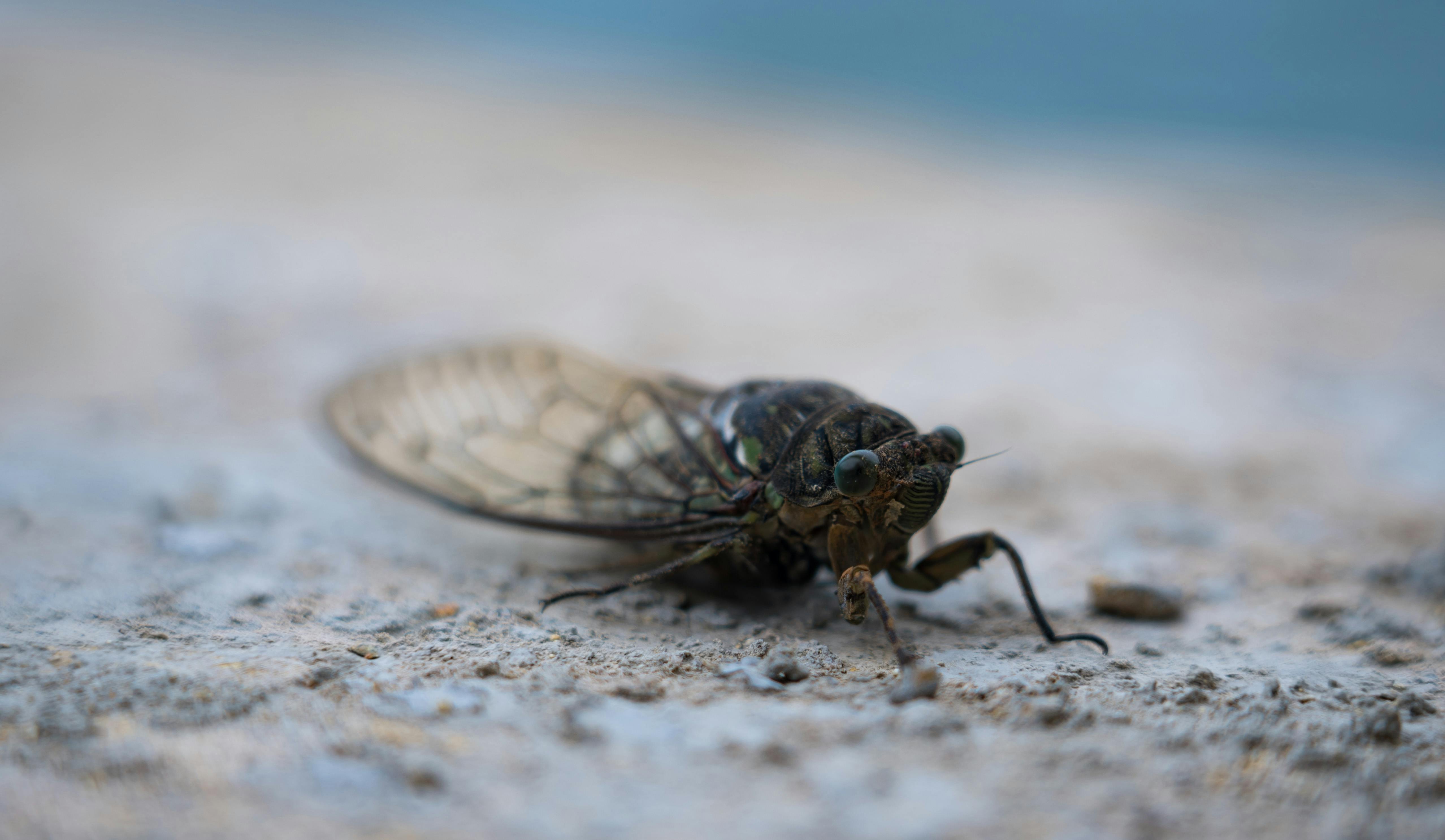 Gorszy niż kornik. Ten szkodnik potrafi zniszczyć cały dom