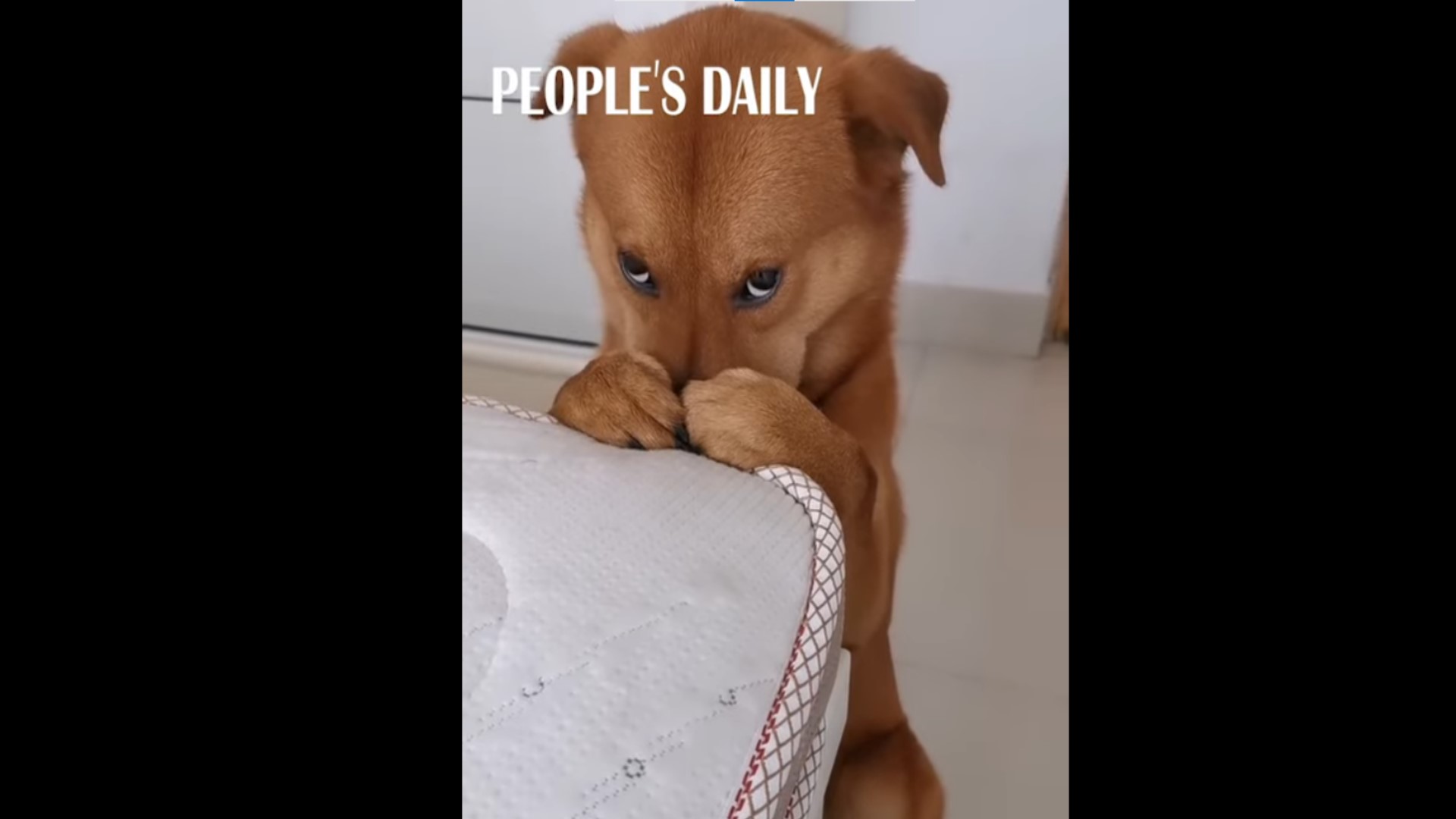 Ten piesek stał się hitem sieci po delikatnej reprymendzie właściciela. Internet pęka ze śmiechu