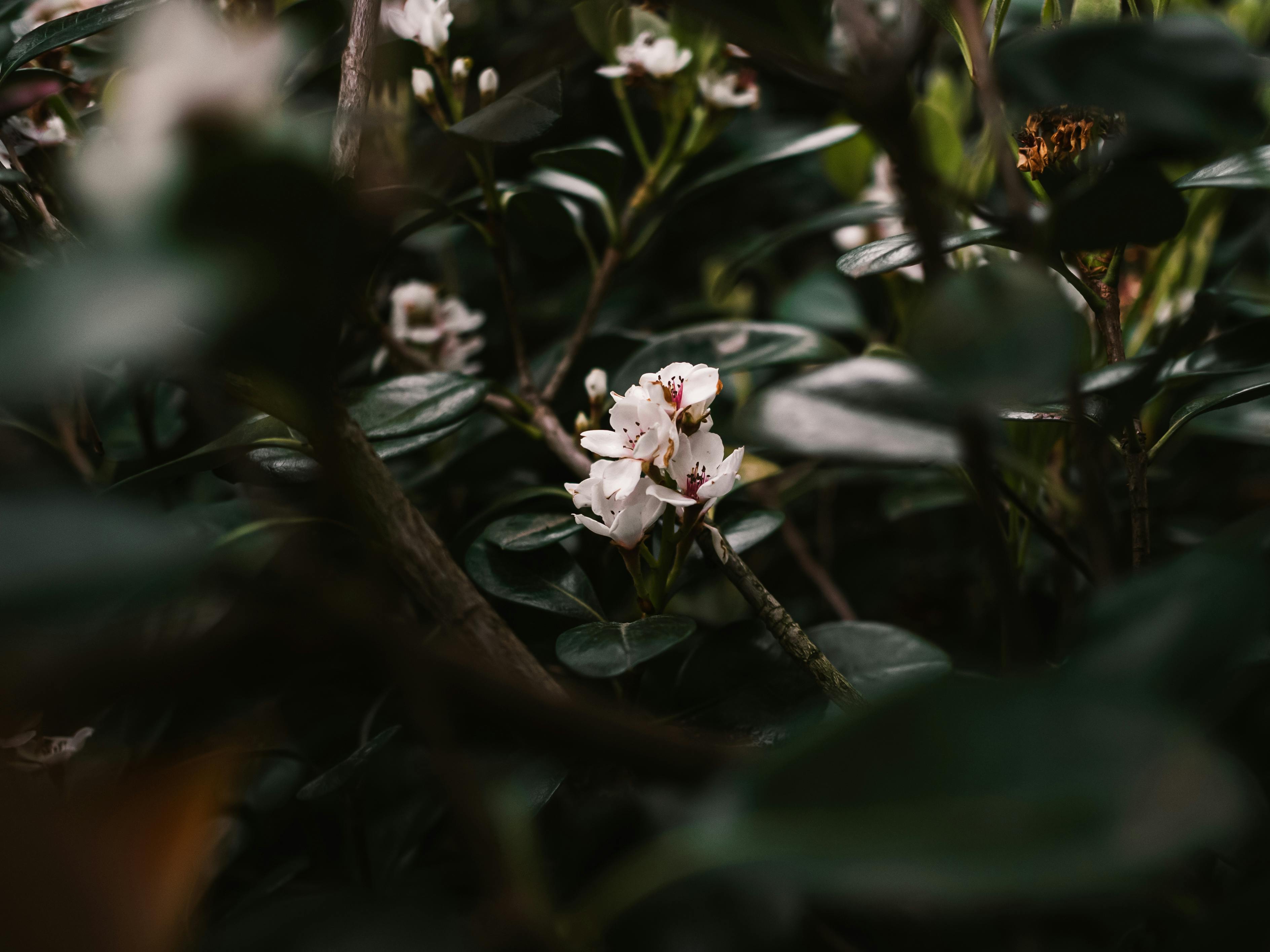 Róża Bożego Narodzenia przebija choćby grudnika. Ta roślina kwitnie całą zimę i nie boi się mrozu