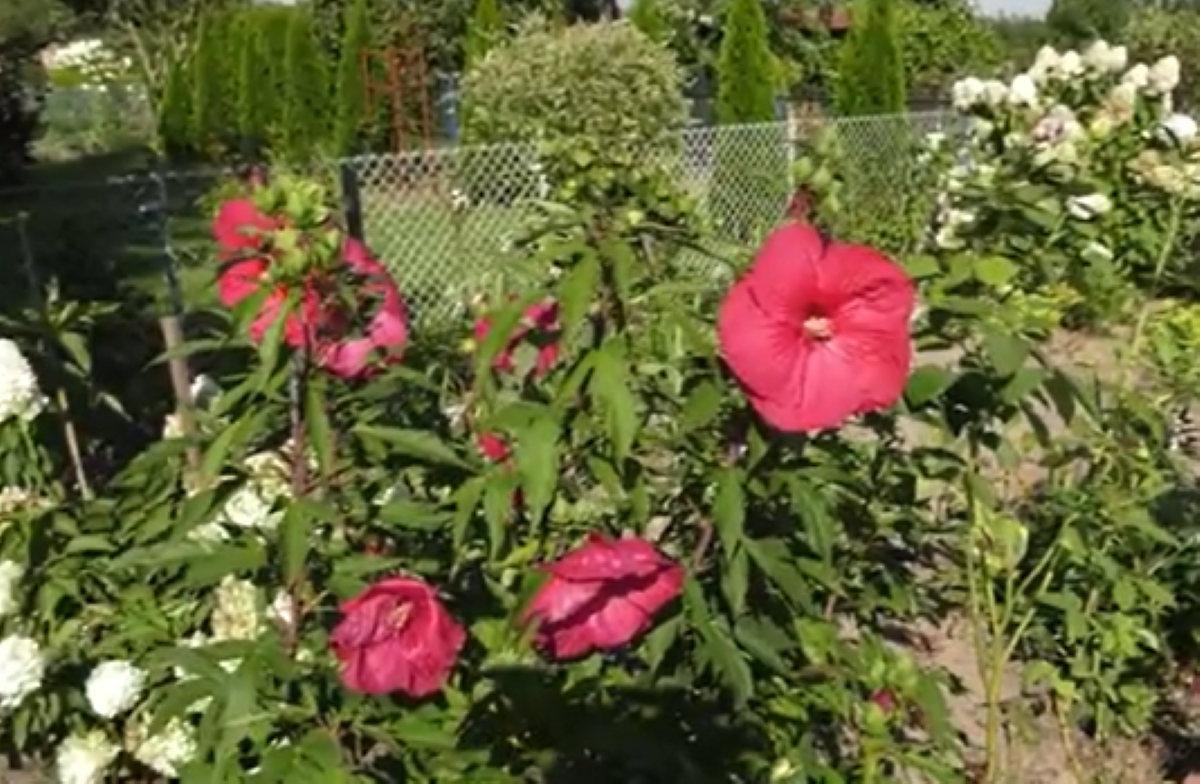 Rewolucja w przepisach budowlanych. Zmiany uderzą w właścicieli działek i ogródków