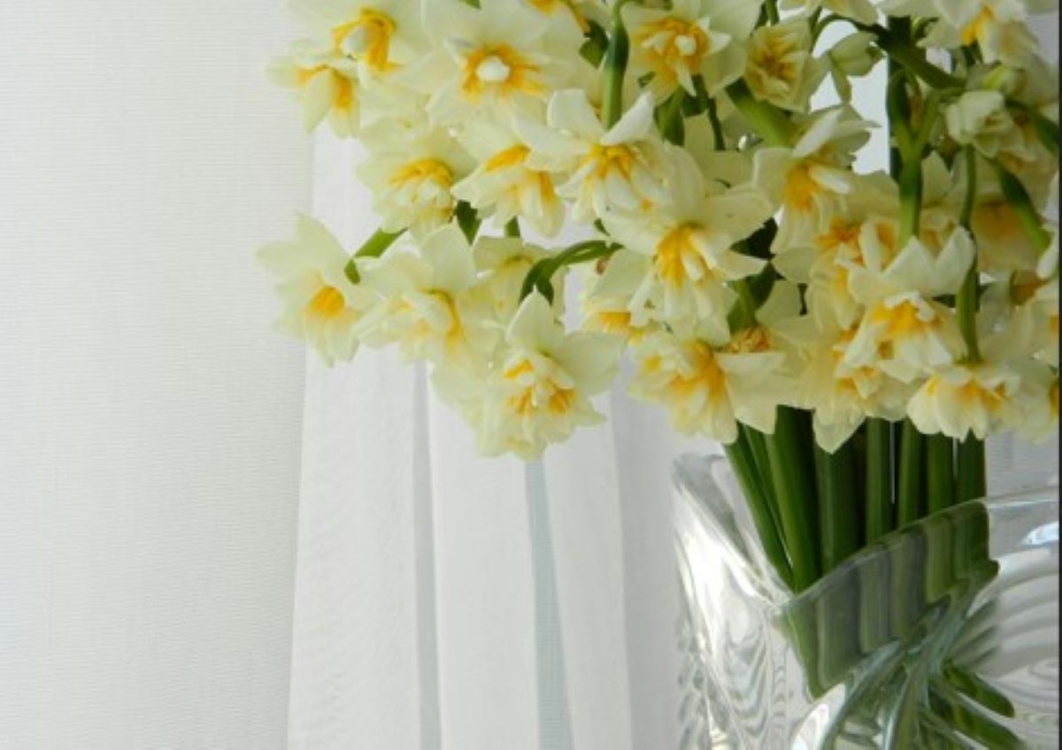 5 kropli i po problemie. Żonkile będą wyglądać jak świeżo ścięte