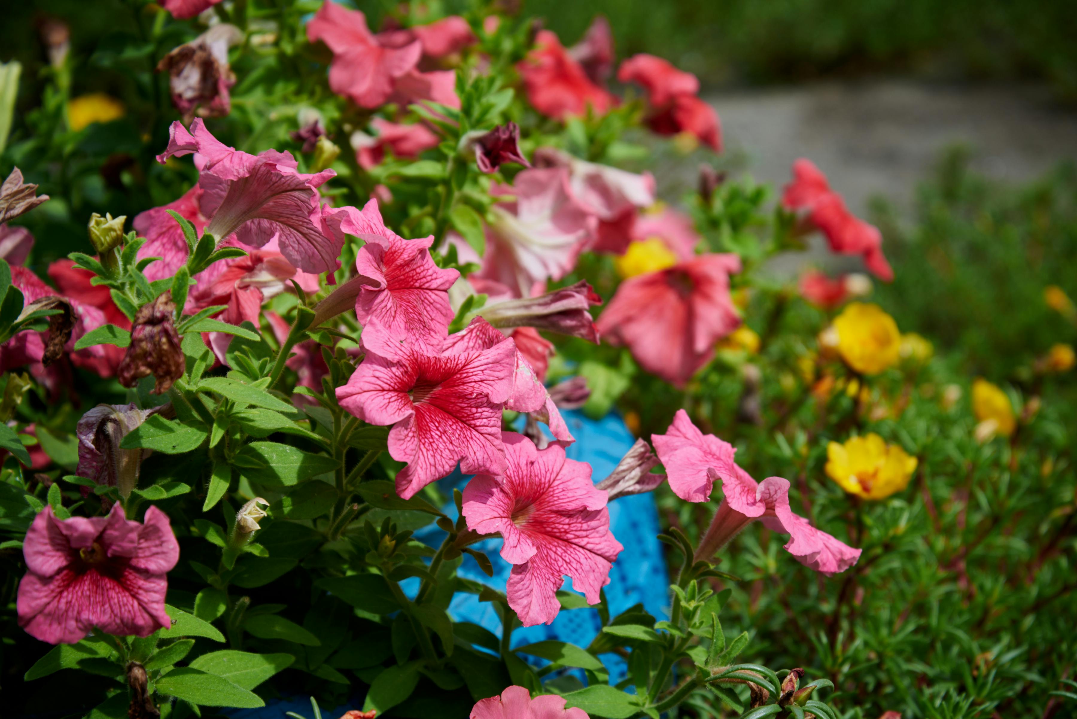 Te kwiaty rosną błyskawicznie i wypełnią ogród w kilka tygodni. Wystarczy wysiać je wiosną