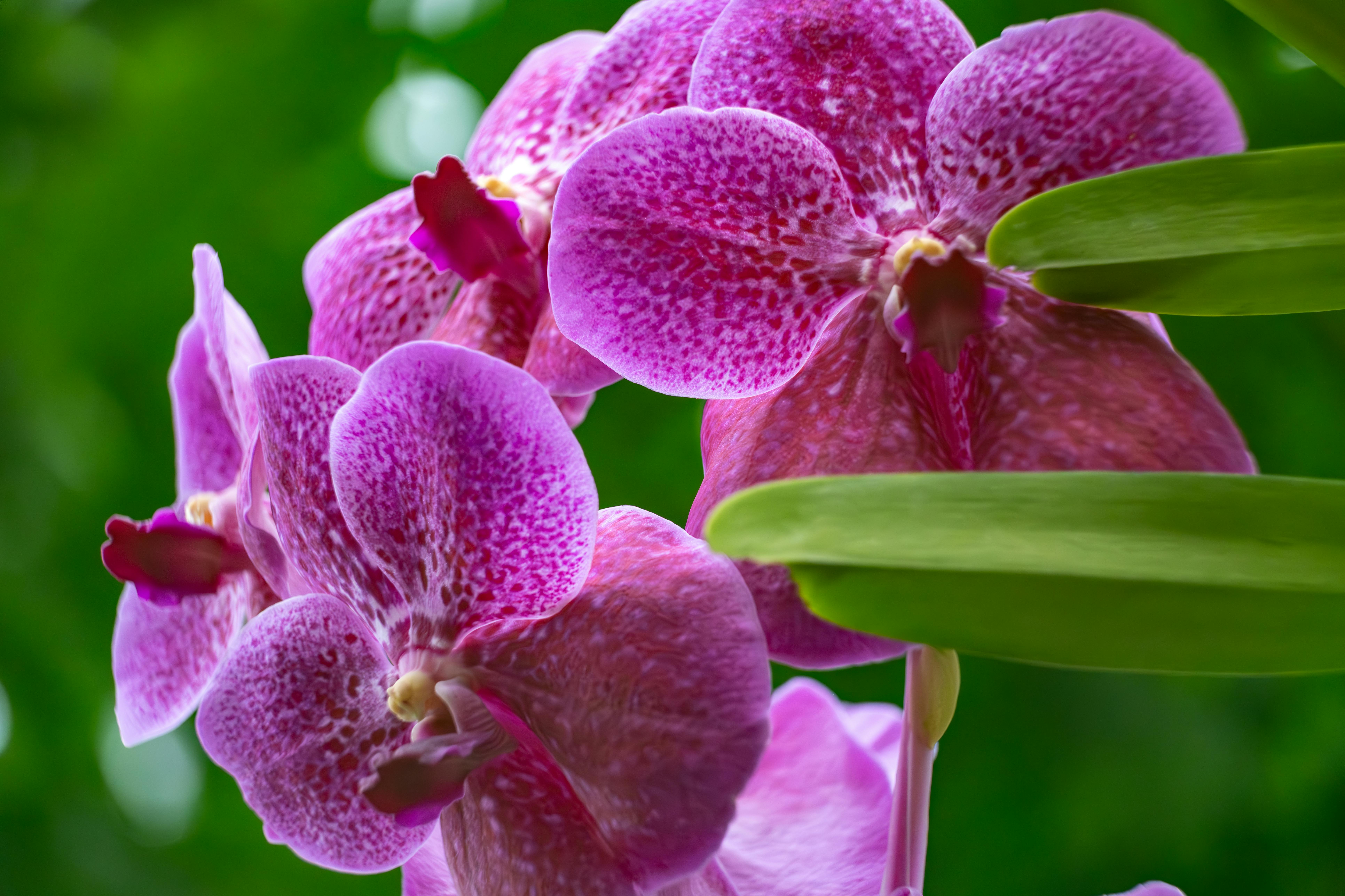 Włóż to do doniczki storczyka, a odwdzięczy się kwiatami. Ten domowy sposób znów wraca do łask