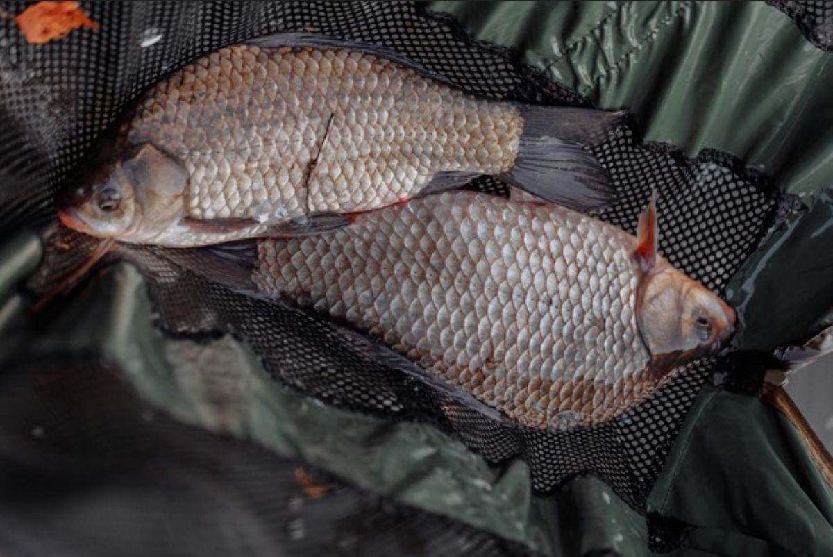 Polacy omijają go szerokim łukiem. A to jedna z najzdrowszych ryb w kraju