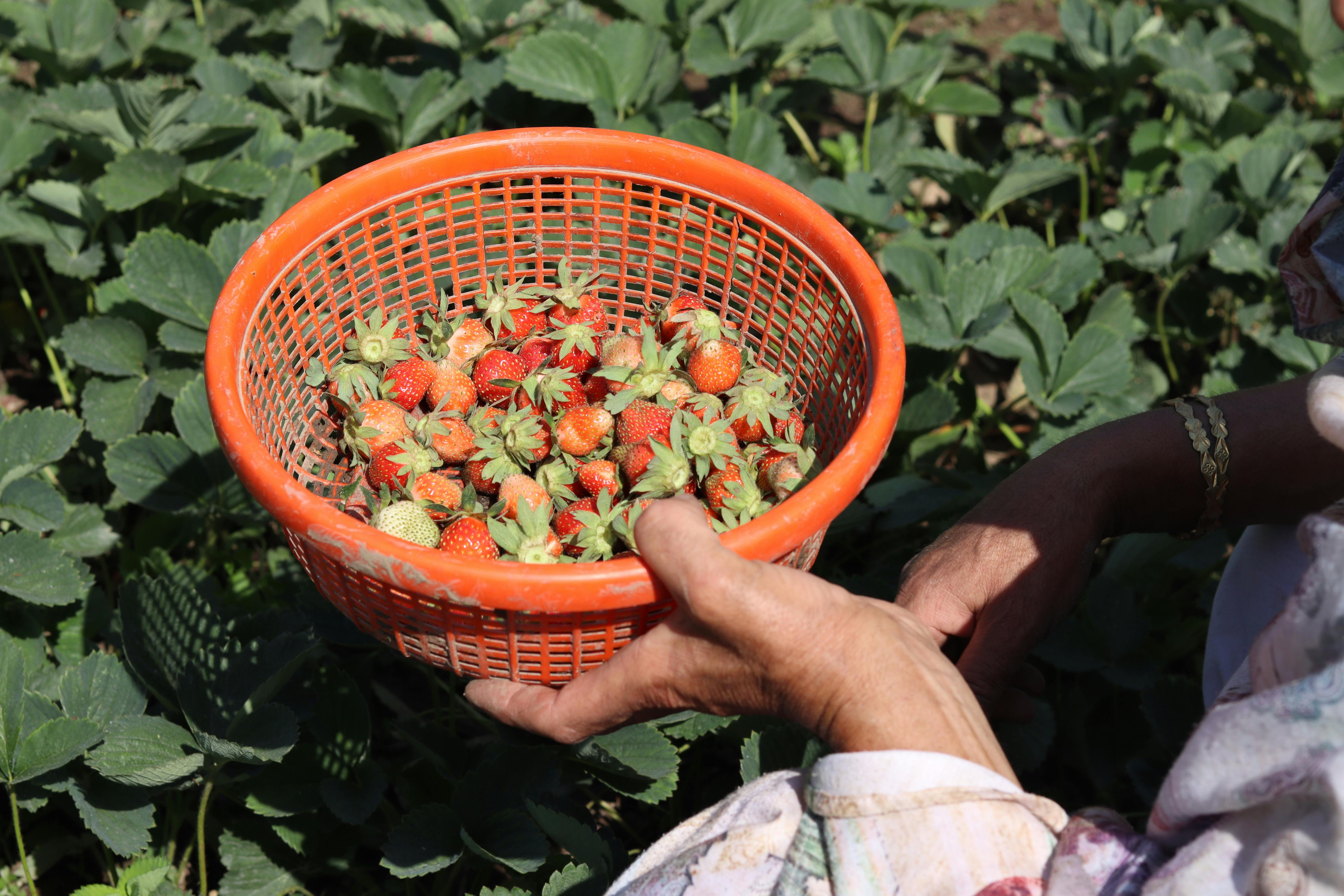 Podlej tym truskawki, a owoce będą większe i słodsze. Domowa odżywka za grosze