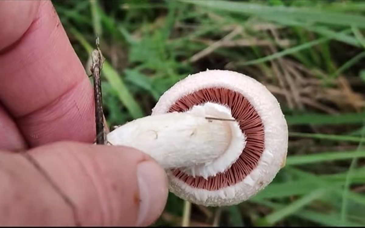 Rośnie ich teraz mnóstwo, a mało kto zbiera. Smakują lepiej niż sklepowe
