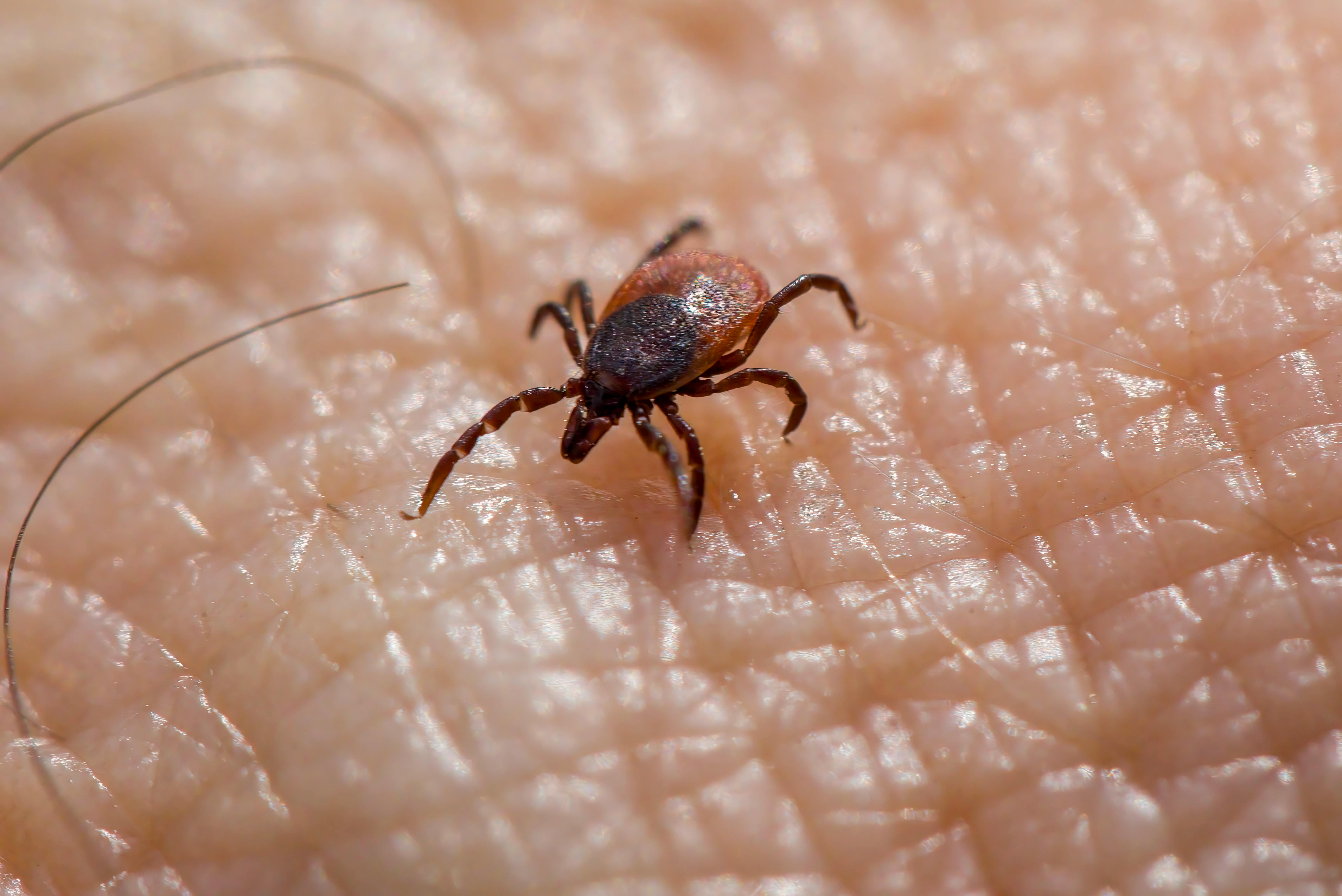 Domowy sposób na kleszcze. Ten zapach może pomóc odstraszyć groźne pajęczaki
